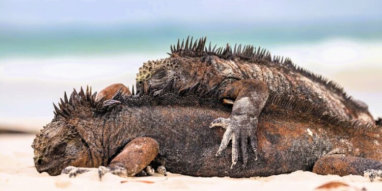 Daily News Reel - This Island is Repository of Rare Species of Animals