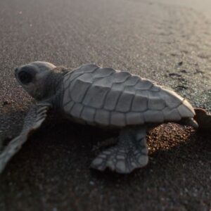 Daily News Reel - Existence of Olive Ridley Turtle