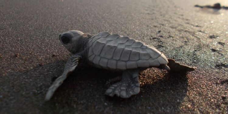 Daily News Reel - Existence of Olive Ridley Turtle