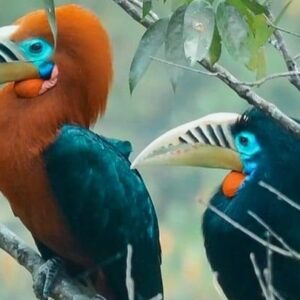Daily News Reel – Latpanchar – Bird’s Paradise in the lap of Mahananda Sanctuary Feature-min