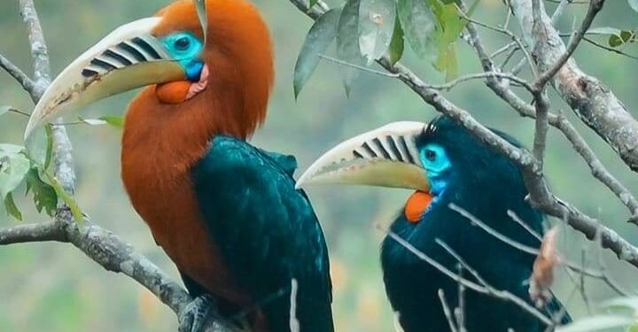 লাটপাঞ্চার! মহানন্দা অভয়ারণ্যের কোলে রয়েছে পাখিদের স্বর্গরাজ্য