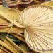 Daily News Reel - Famous Taal Leaf Handmade Fan of Jhargram