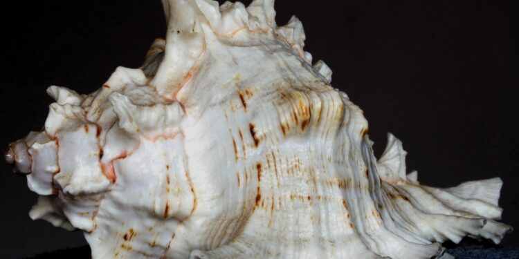 Daily News Reel - Conch Shell Special Story