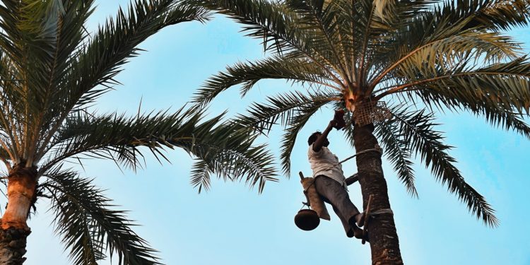 Daily News Reel - Date Juice of Bengal