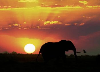 Daily News Reel - Bengal Dreamland for Elephants