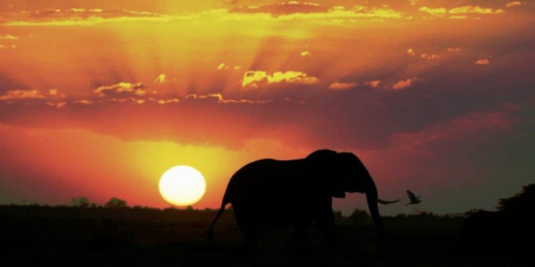 Daily News Reel - Bengal Dreamland for Elephants