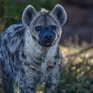 Daily News Reel – First spotted hyena in Egypt in 5,000 years Feature-min