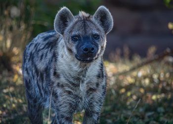 পাঁচ হাজার বছরের মধ্যে প্রথম দাগওয়ালা হায়েনা মিশরে