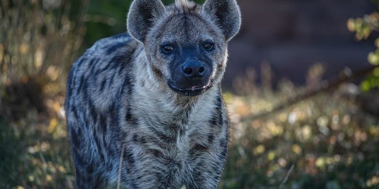 পাঁচ হাজার বছরের মধ্যে প্রথম দাগওয়ালা হায়েনা মিশরে