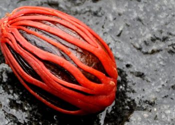 Daily News Reel - The Secret of Mace and Nutmeg