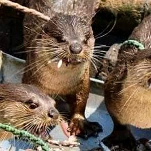 Daily News Reel – Fishermen of Khulna-Narail still use Otters to Catch Fish Feature-min