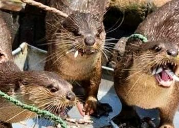 খুলনা-নড়াইলের জেলেদের হাতে আজও টিকে ভোঁদড় দিয়ে মাছ ধরা!