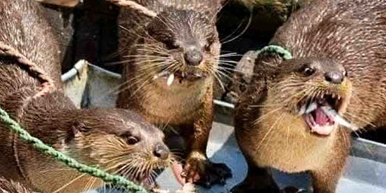 খুলনা-নড়াইলের জেলেদের হাতে আজও টিকে ভোঁদড় দিয়ে মাছ ধরা!