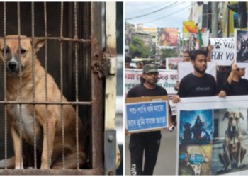 “সরকার কাজ করেনা আর দোষ কুকুরের!”— রাস্তায় নামল শ্রীরামপুর