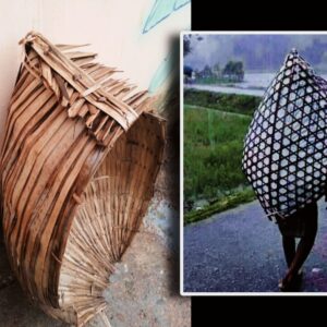 Daily News Reel - Natural Raincoat of Bengal