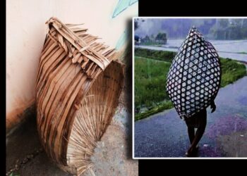 Daily News Reel - Natural Raincoat of Bengal