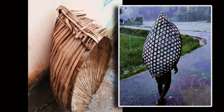 Daily News Reel - Natural Raincoat of Bengal