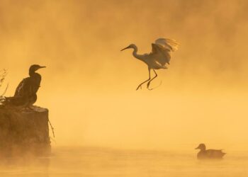 Daily News Reel - Bird Lover Of Malda