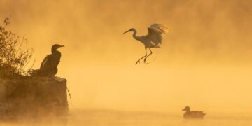 Daily News Reel - Bird Lover Of Malda