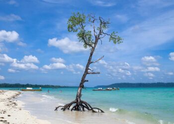 Daily News Reel - Shompen Tribe of Andaman Nicobar