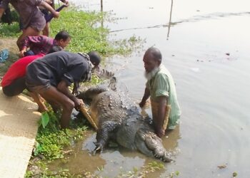 ধলা পাহাড়! বাগেরহাটের শতবর্ষী কুমিরের মৃত হয়েও কিংবদন্তী