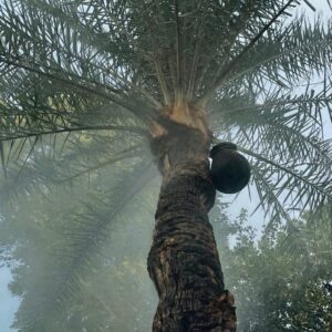 হারিয়ে যাওয়া শীতের সকাল - খেজুর রস, পিঠে আর এক দীর্ঘশ্বাসের গল্প! IMG-20251218-WA0002