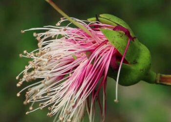 ছৈলার এক ফোঁটা মধুতে আজও বেঁচে সুন্দরবনের শৈশব