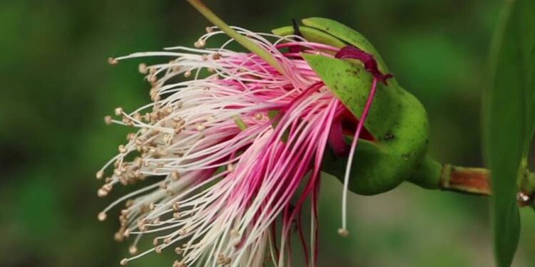 ছৈলার এক ফোঁটা মধুতে আজও বেঁচে সুন্দরবনের শৈশব