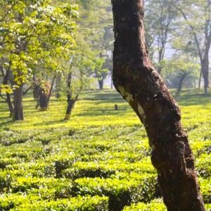 Daily News Reel – Offbeat Destination Bungkulung Feature.jpg-min