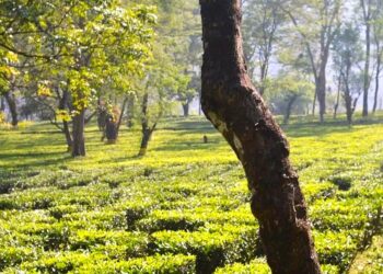 মহানন্দা অরণ্যের ছায়ায় পাহাড়ি জীবনের অফবিট ঠিকানা বুংকুলুং!