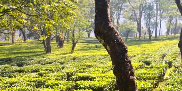 মহানন্দা অরণ্যের ছায়ায় পাহাড়ি জীবনের অফবিট ঠিকানা বুংকুলুং!