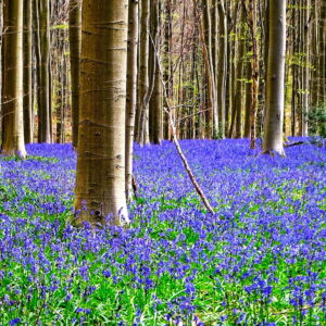 Daily News Reel - Hallerbos Blue Forest of Belgium Feature.jpg