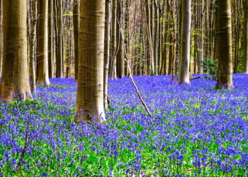 হ্যালারবোস! যেখানে বসন্তে অরণ্যের মাটিই হয়ে ওঠে নীল