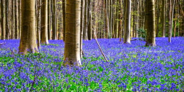 হ্যালারবোস! যেখানে বসন্তে অরণ্যের মাটিই হয়ে ওঠে নীল