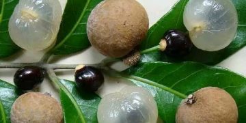 অবহেলা পেরিয়ে মাগুরার বাজার মাতাচ্ছে কাঠ লিচু
