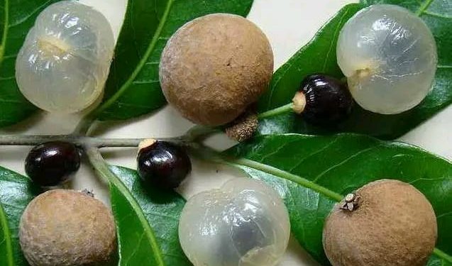 অবহেলা পেরিয়ে মাগুরার বাজার মাতাচ্ছে কাঠ লিচু